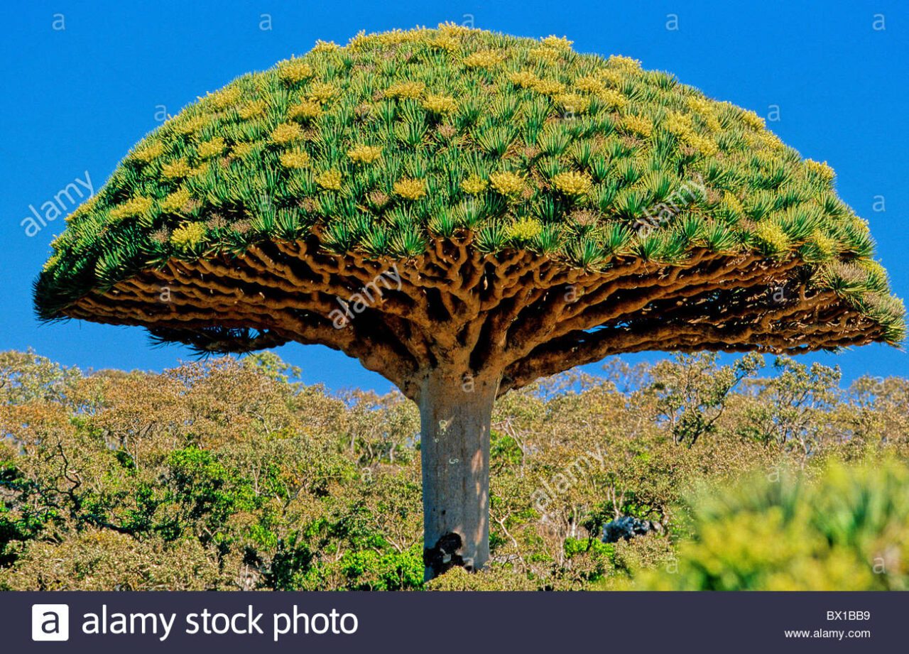 Características especiales dracena cinnabari
