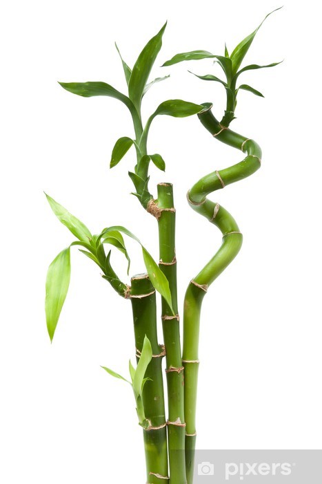 Dracena sanderiana blanca verde