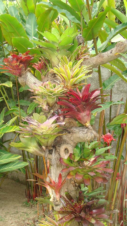 Beneficios de la bromelia