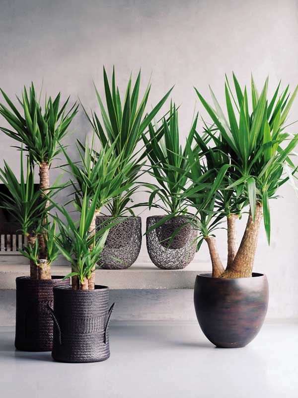 Yuca en interior