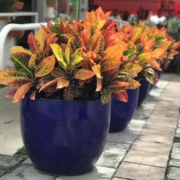 Se debe quitarla flores al croton