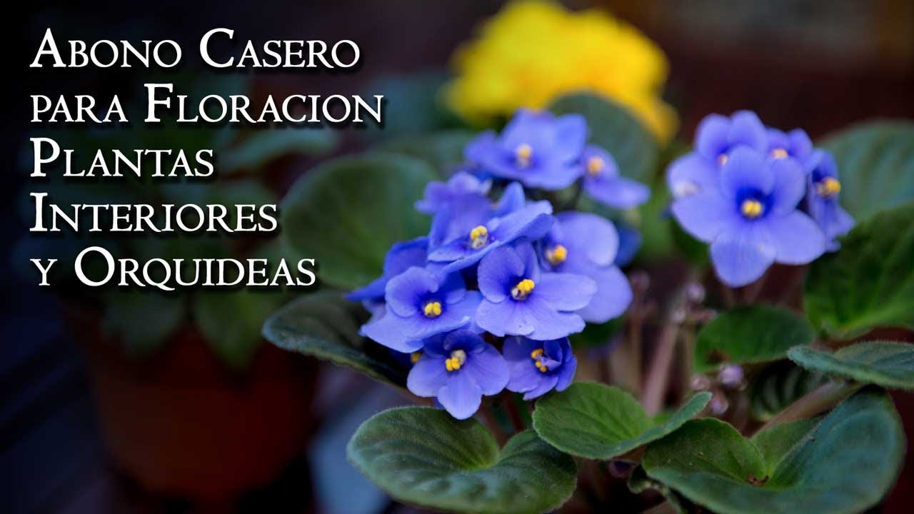 Espatifilo fertilizantenutrientes naturales