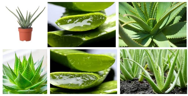 Comprar hojas de aloe vera ecologico
