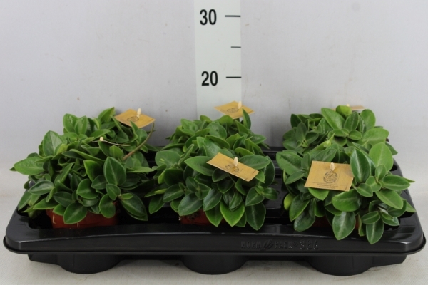 Ficus benjamina blackie
