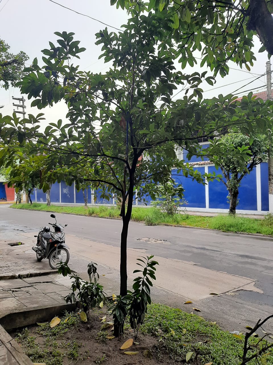 Ficus benjamina es arbol o planta