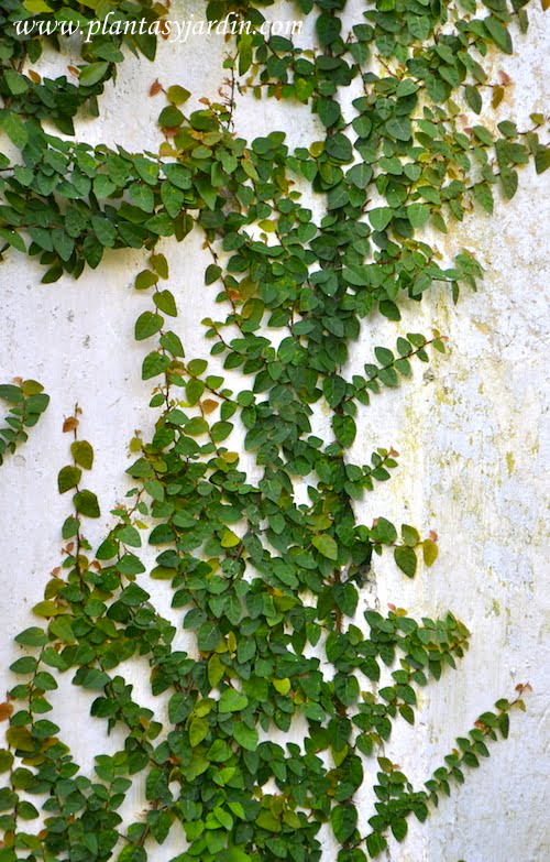 Ficus pumila crecimiento
