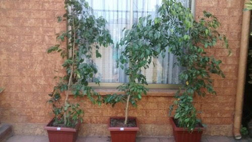 Ph y humedad de la tierra para un ficus benjamina