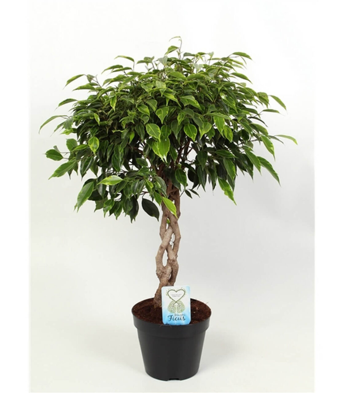Ficus benjamina nombre completo