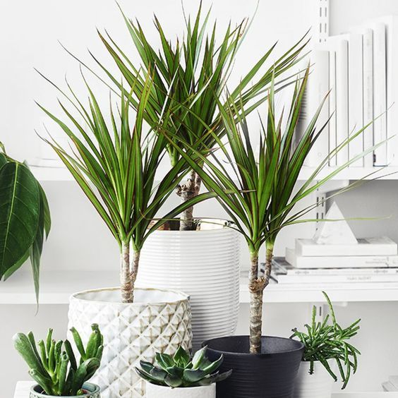 Dracena marginata cambio de maceta