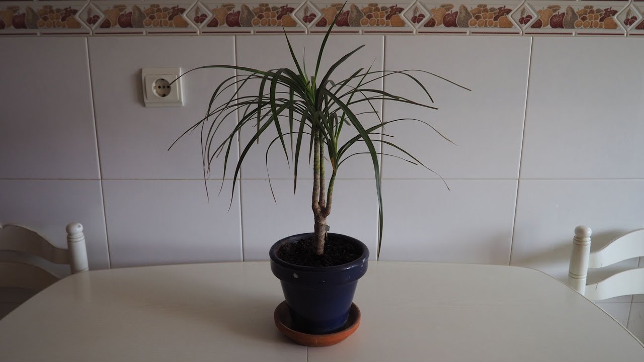 Dracena marginata hojas lacias