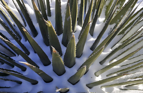 Aloe vera se pudre