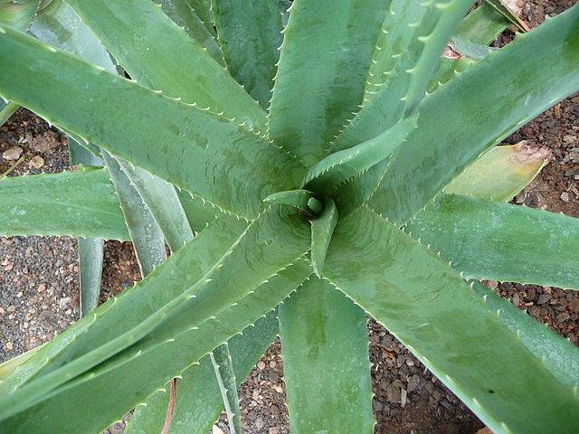 Como hacer jabon casero de aloe vera y romero