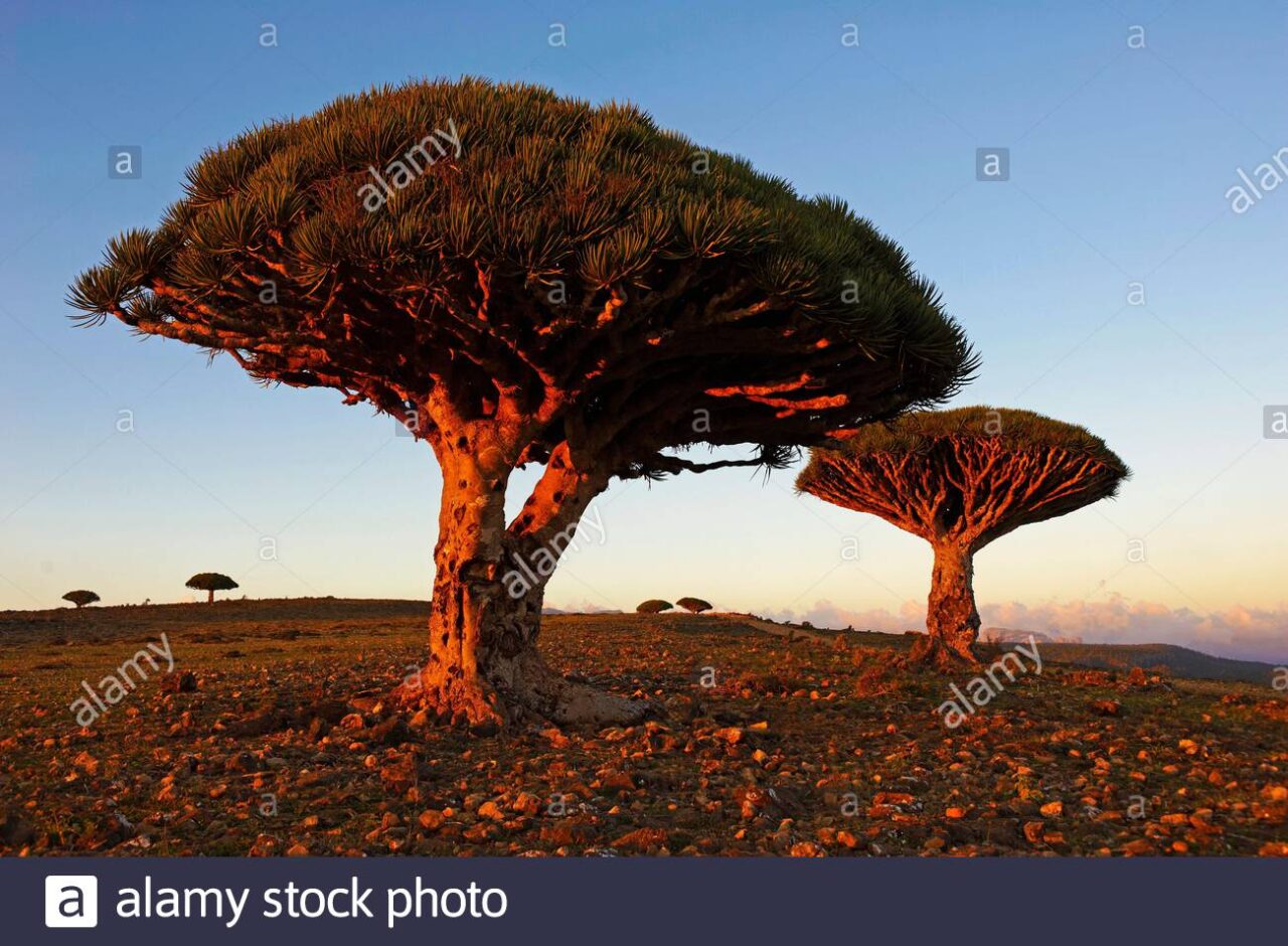 Nombre de dracena cinnabari