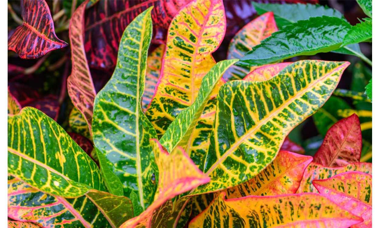 Croton cuidados enfermedades