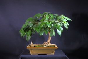 Ficus benjamina catala