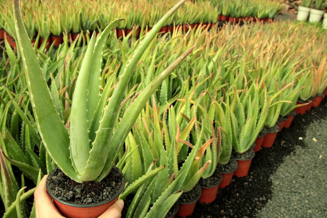 Cuanta agua necesita el aloe vera