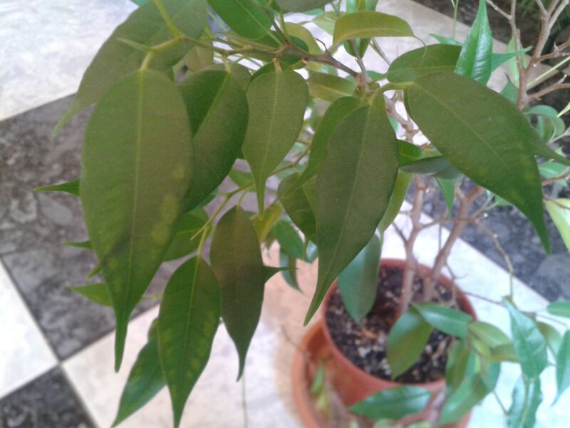 Hojas de ficus benjamina quemadas por el sol