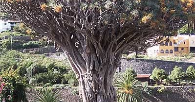 Dracena drago usos