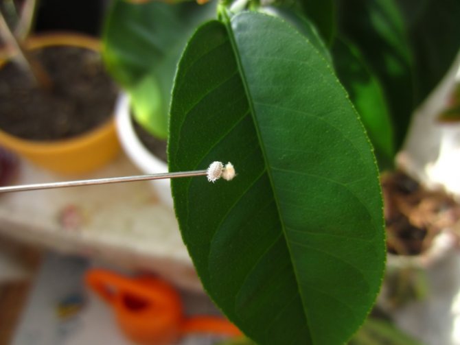 Ficus benjamina toxicidad para gatos