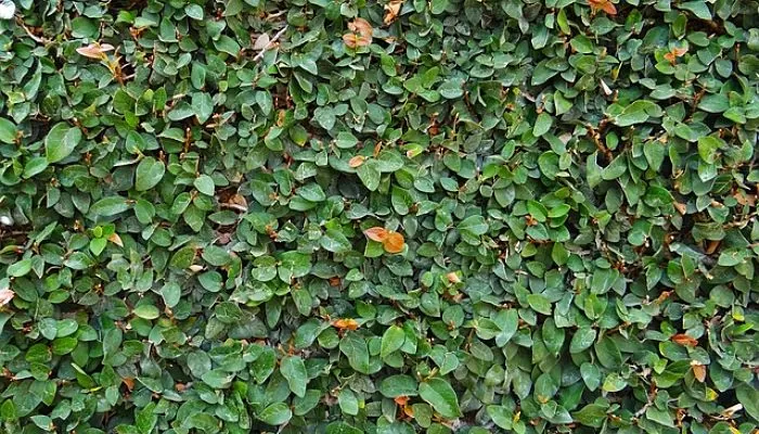 Ficus pumila fruto comestible