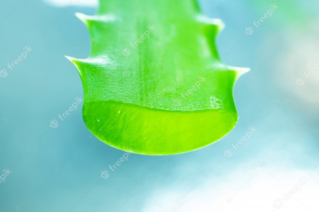 Aloe vera verde claro