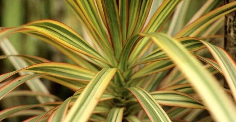 Dracena reflexa blanca
