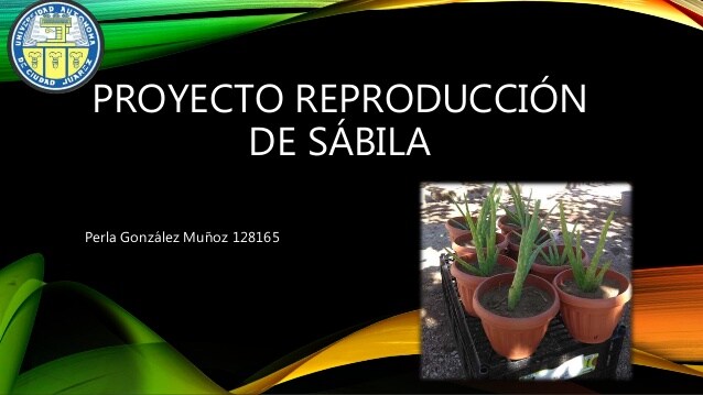 Reproduccion aloe vera por esquejes