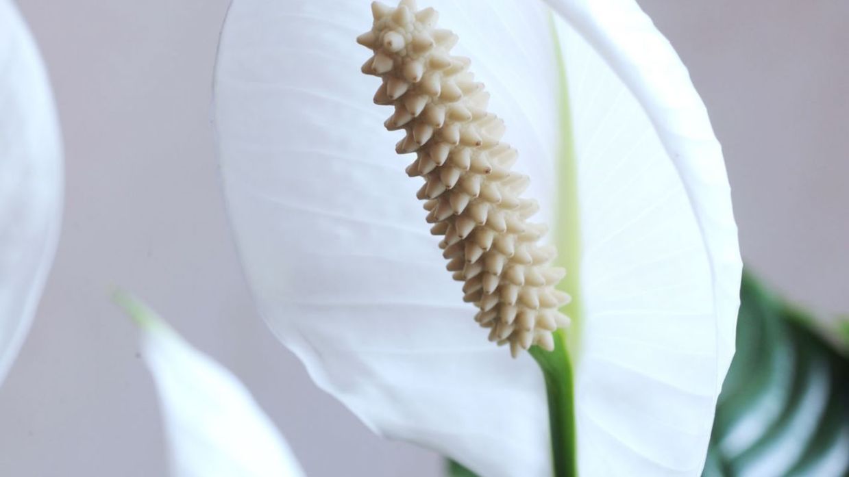 Plantas de interir espatifilo como cuidarlas