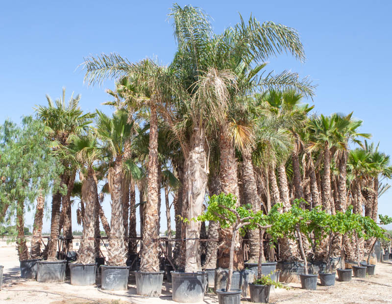 Palmera cocotero plumoso