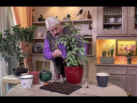 Ficus benjamina cortar tejanos y suelo