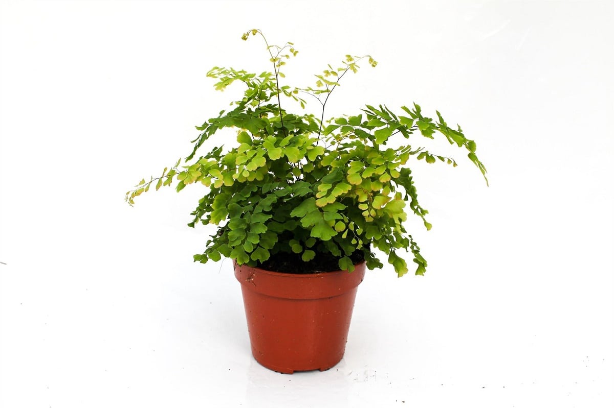 Cuidados de la planta adiantum raddianum