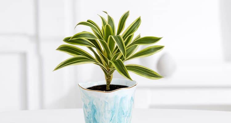 Cuidado de dracena marginata