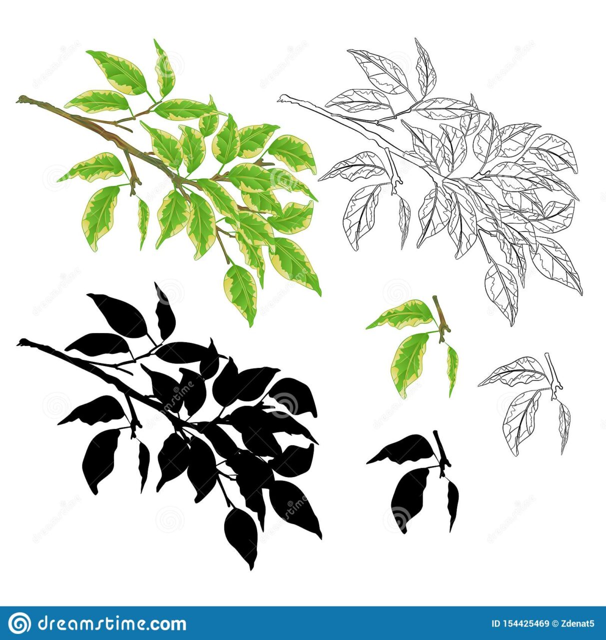 Enfermedad de ficus benjamina