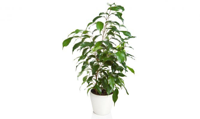 Ficus benjamina moraceae
