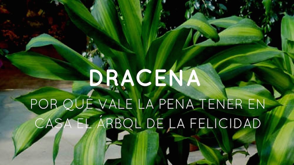 Cuidado de la dracena sanderiana