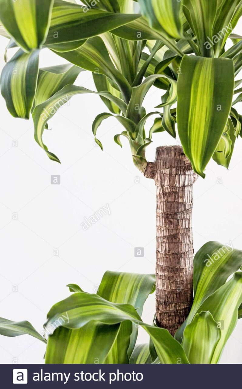 Dracena fragans sin hojas