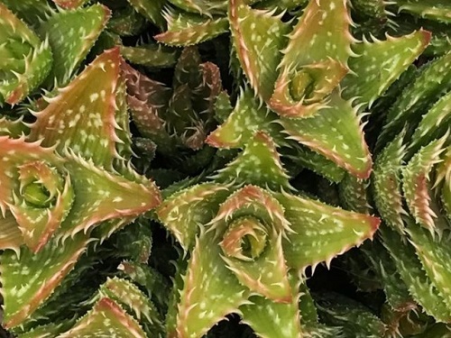 Planta aloe vera macho y hembra
