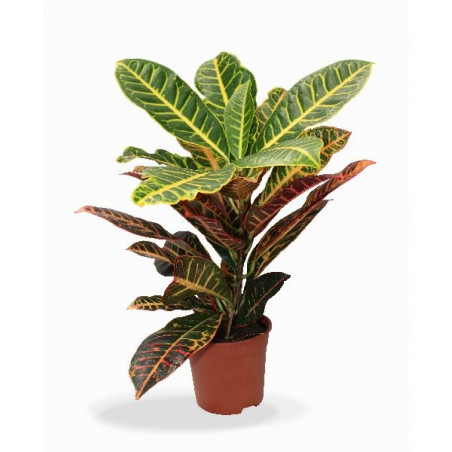 Croton de interior
