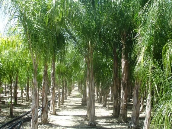 Productores de arboles cocotero en murcia
