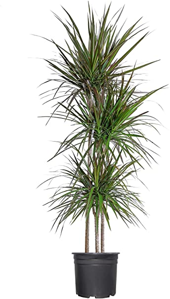 Ubicacion dracena marginata
