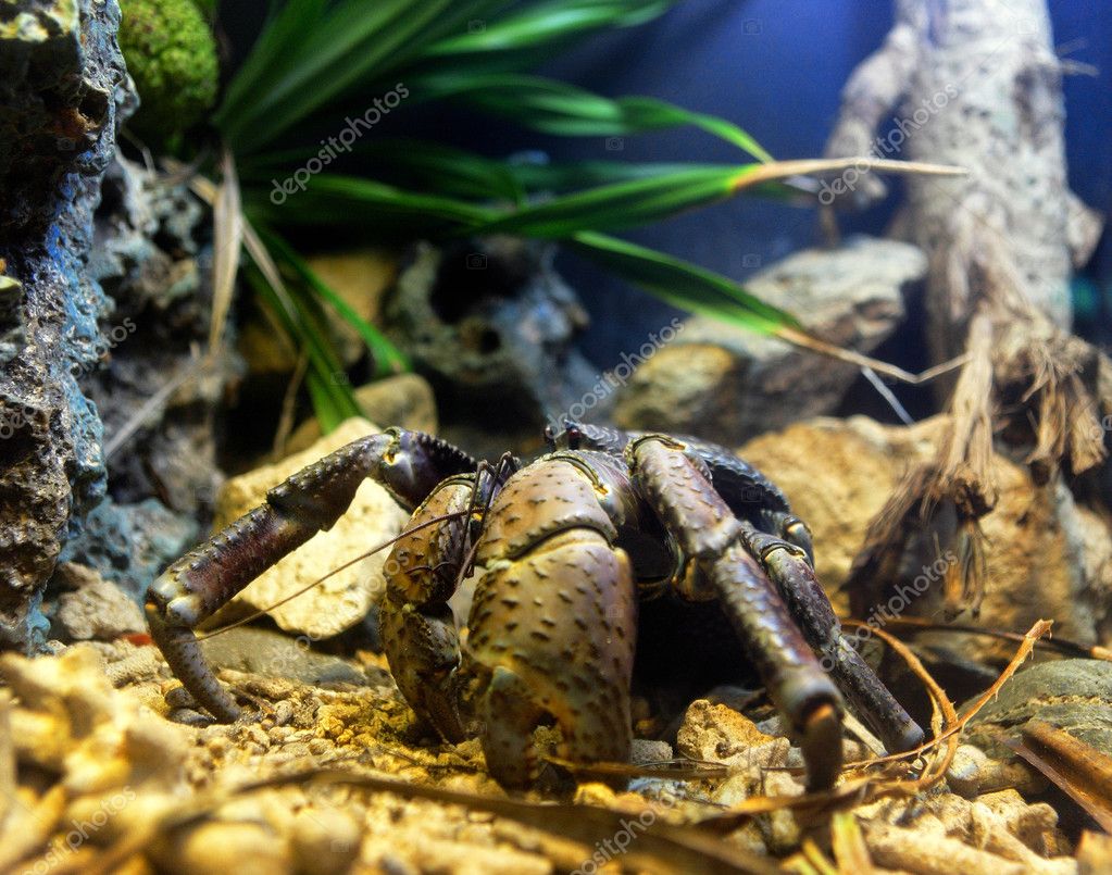 Cangrejo cocotero origen