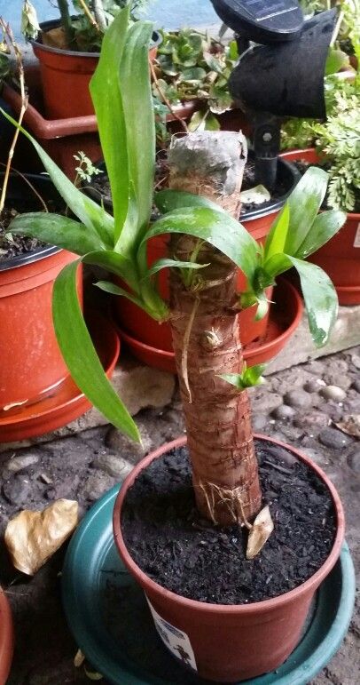 Cuidados de la yuca