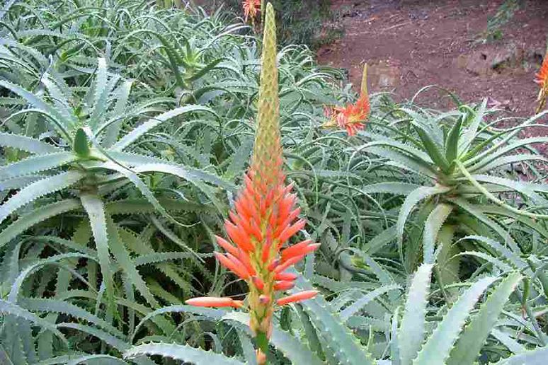 Tipos de sabila o aloe vera
