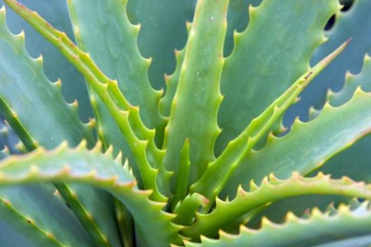 Como extraer el gel del aloe vera