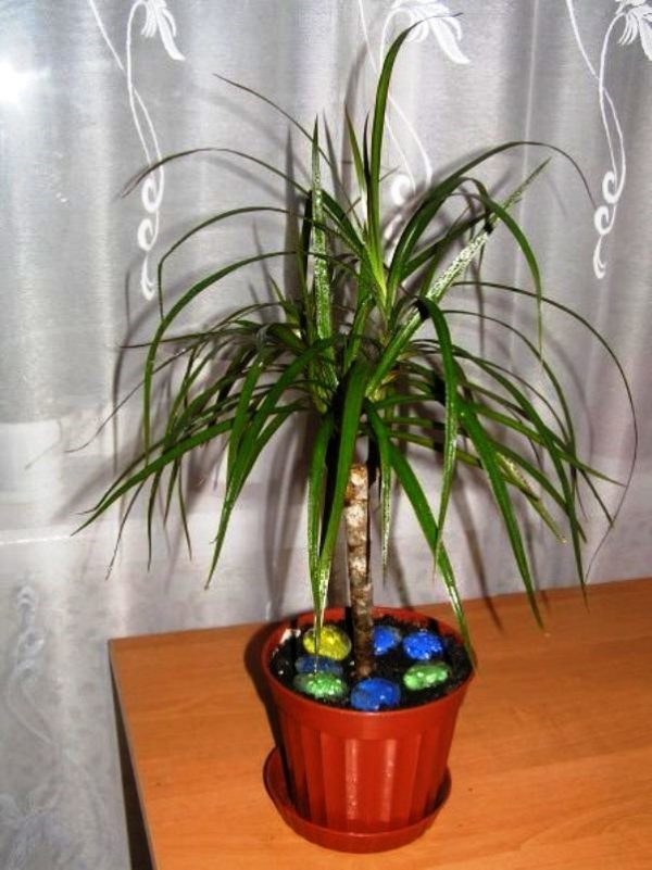 Floración dracena fragans