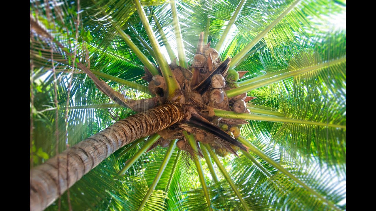 Significado que significa cocotero