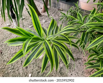 Dracena odwrócona dracena reflexa