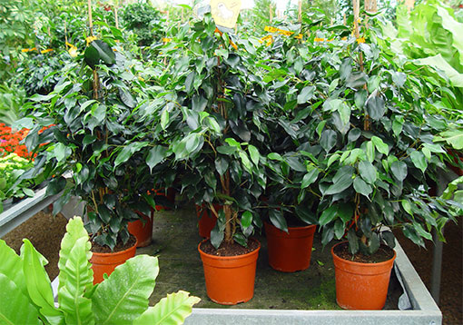 Ficus benjamina interior poda