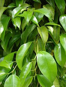 Laurel de la india ficus benjamina