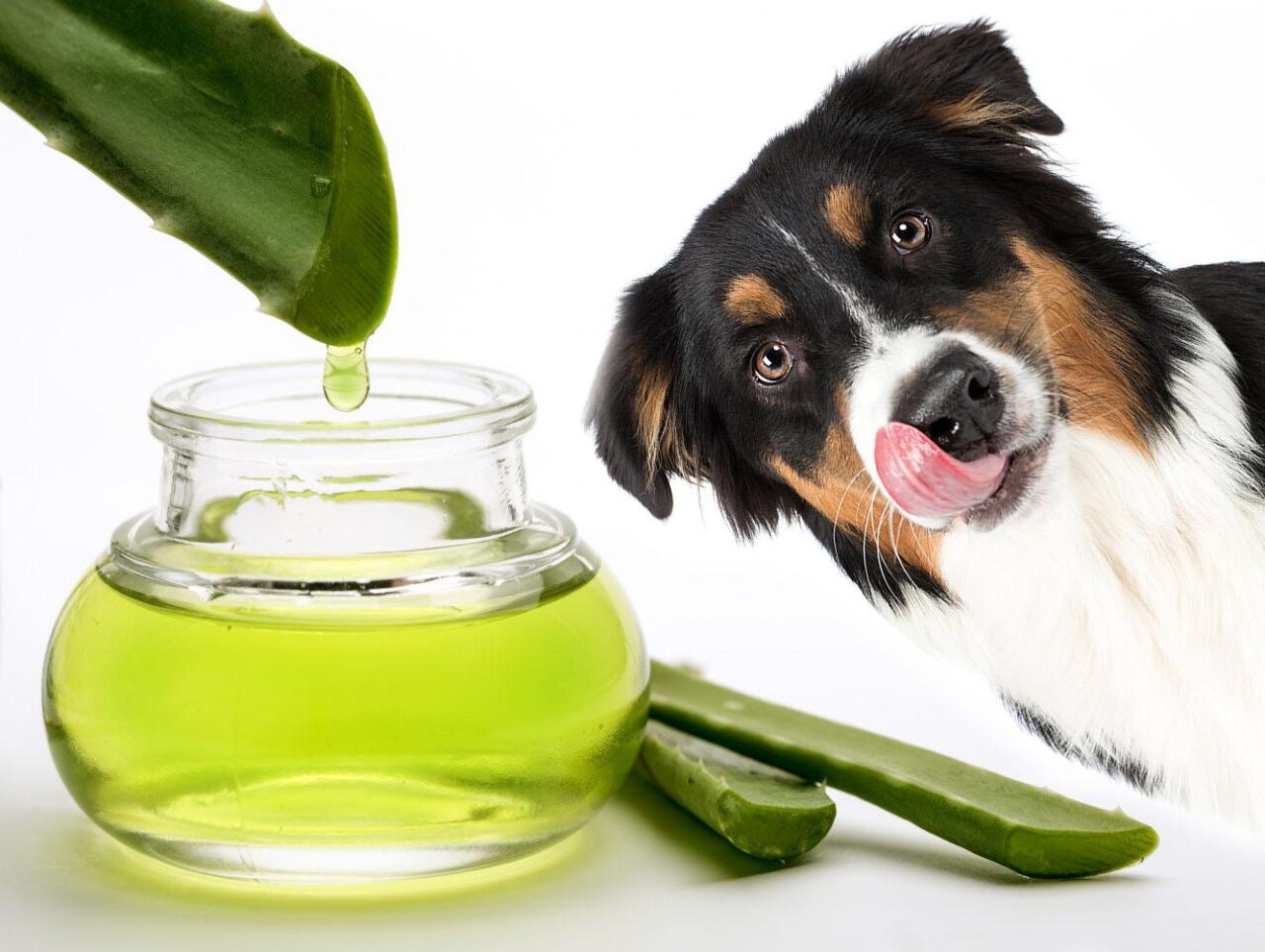 Como hacer aloe vera casero para tomar
